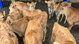 Calf's| Bec | Calves | Milk feeding time Daily routine of Jersey calves #calf #calves #calffarming