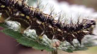 Small Tortoiseshell Butterfly Caterpillar In Macro Showing Close Up Movement