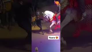 हॉर्स स्टंट ब्यूटीफुल वीडियो ब्यूटीफुल moment #horse #horselover #punjabi #video #love #viral