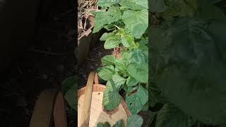 Harvest Spinach || Panen Bayam Daripada Berbunga Lebih Baik Dipanen