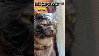 New Funny Animals Video 😅 | Funny Cat Video | Batman Cat  | #cutecat #shorts