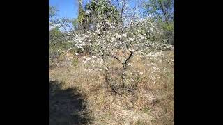 Chickasaw Plum In Bloom