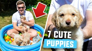 FILLING MY POOL WITH PUPPIES (WARNING - EXTREMELY CUTE)