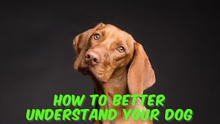 How To Better Understand Your Dog