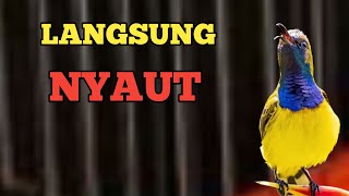 LANGSUNG NYAUT, PANCINGAN SOGON LANGSUNG NYAUT