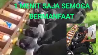 1 MENIT SAJA SEMOGA BERMANFAAT UNTUK PETERNAK DOMBA KAMBING