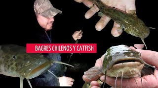 Pesca Nocturna de BAGRES Chilenos y CATFISH  // Talca- Chile