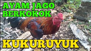 Suara Ayam Jago Berkokok Di Pagi Hari