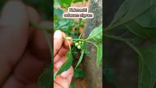 Kakmachi- solanum nigrumमकोई #ayurvedlovers #ayurvedic #ayurveda #medicinalplants #bamsstudents