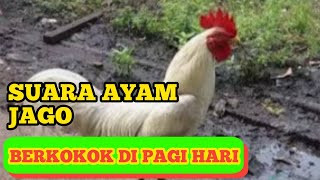 PAGI HARI AYAM JANTAN BERWARNA PUTIH BERKOKOK LALU BERJALAN MENCARI MAKAN SAMBIL BERKOKOK KENCANG