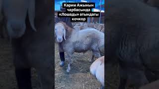 Каримдин 40 мин $ алган кочкору, каймана аты лошадь сынакка.