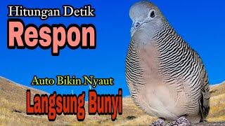 PANCINGAN PERKUTUT // RESPON CEPAT HITUNGAN DETIK BIKIN PERKUTUT AUTO LANGSUNG NYAUT BUNYI !!