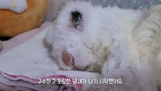 16살 토끼와 달콤한 바나나와 꼬릿한 맹장변(식변)