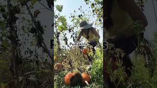 Harvesting pumpkins #gardening #pumkins