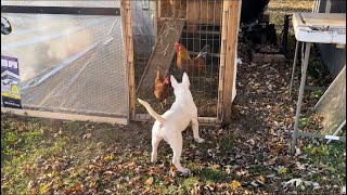 Bull Terrier & Chickens Out Of “Chosen Sheep Kennels”🌾🦍🐓