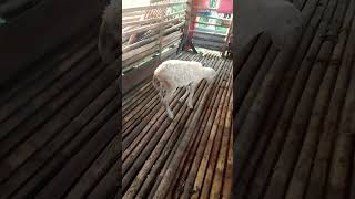 Cara mengobati kaki anak kambing yang patah kaki sebelah kiri  #shorts