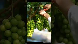 beautiful nature with rural life~eating fruits at farm#shorts#nature@mashi_life