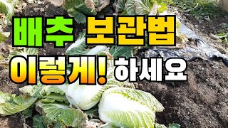 배추 보관은 이렇게! 배추보관법, 배추저장, 배추보관방법, 배추 보관하는 방법