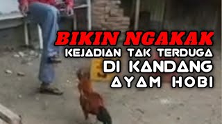 BIKIN NGAKAK,, Kejadian  Lucu Tak Terduga  Di Kandang Ayam Hobi