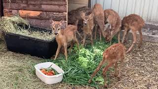 Rescued baby deer at the Wildlife Rehab Center