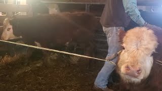 Another adventure with Critter getting a new bull, castration and an auction visit!!