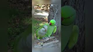 Talkative Ringneck #parrots #birds #asmr #shorts