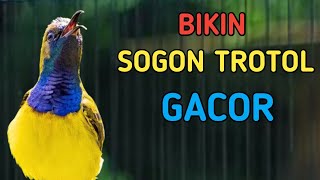 🔴 BIKIN SOGOM TROTOLMU GACOR, PANCINGAN SOTONG