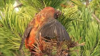 Mindre korsnäbb/Common Crossbill, (Loxia curvirostra).