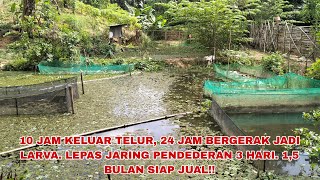 1 BETINA, 3 JANTAN. DIPIJAHKAN 10 JAM, KELUAR TELUR 24 JAM MENETAS. JADI LARVA 1,5 BULAN JADI BIBIT!