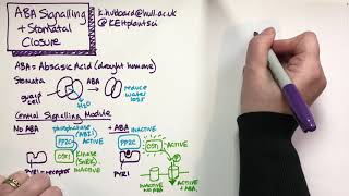 ABA signalling in guard cells