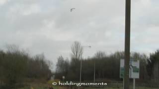 Red Kite over Kents Hill 4th January 2017