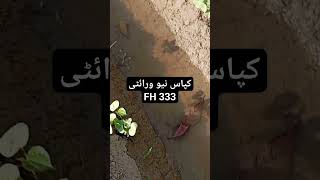 کپاس نیو ورائٹی FH 333