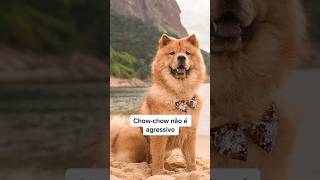 Você sabia disso? #adestramento #cachorro #chowchow #cao #crdog #caioadestrador #shorts #adestrar