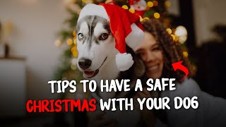 10 Tips to Have A Safe Christmas With Your Dog