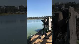 Ducks hanging out on the lake