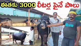 20 లీటర్ల గేదె? High milking buffalo dairy farm @MalleshAdla