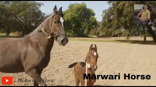 Marwari Horse