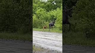 So good to be seeing the little ones 🥹🥰 #maine #moose #baby #wildlife #northernmaine