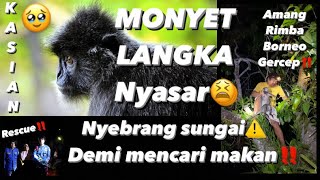 🔴Monyet langka Hampir Musnah‼️Rescue Masuk Rumah warga! Satu kampung Heboh‼️⚠️ Episode spesial❤️