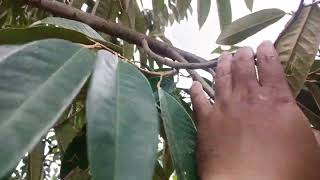 Pohon Durian Montong berbunga tanpa dipruning.#durian #durianmontong #petanimuda