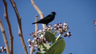 Glanznektarvogel