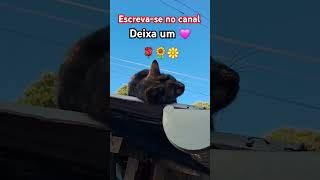 #cachorrosfofos #comedy #viralvideo #gatos #gatosfofo #cat #gatosfofinhos #brasil #memes#amoranimal