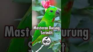 Burung Serindit #serindit #serinditpikat #serinditgacor