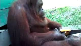 Orangutan female trying to cuting  a piece of wood