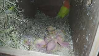 lovebird chicks april 9, 2024 (PF Pallidino split pale M x PF Lutino F)