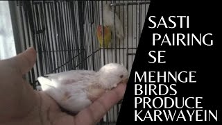 How To Produce Expensive Birds | Mehngi Birds Kaise Produce Karein Woh Bhi Kam Paiso Mein #shorts