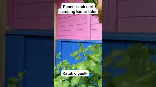 Panen Katuk dari Kamar tidurku #panen #panensayuran #panenkatuk #katuk #kebunorganik #berkebun