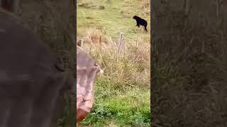 oso es visto en una finca en el santander