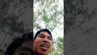 MANJAT POHON AKASIA DEMI SARANG PUNAI DAUN PART 2