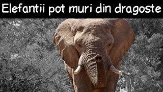 Elefanții pot muri din dragoste | Fapte la întâmplare #7